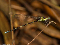 Leptagrion macrurum (Burmeister 1839) resmi