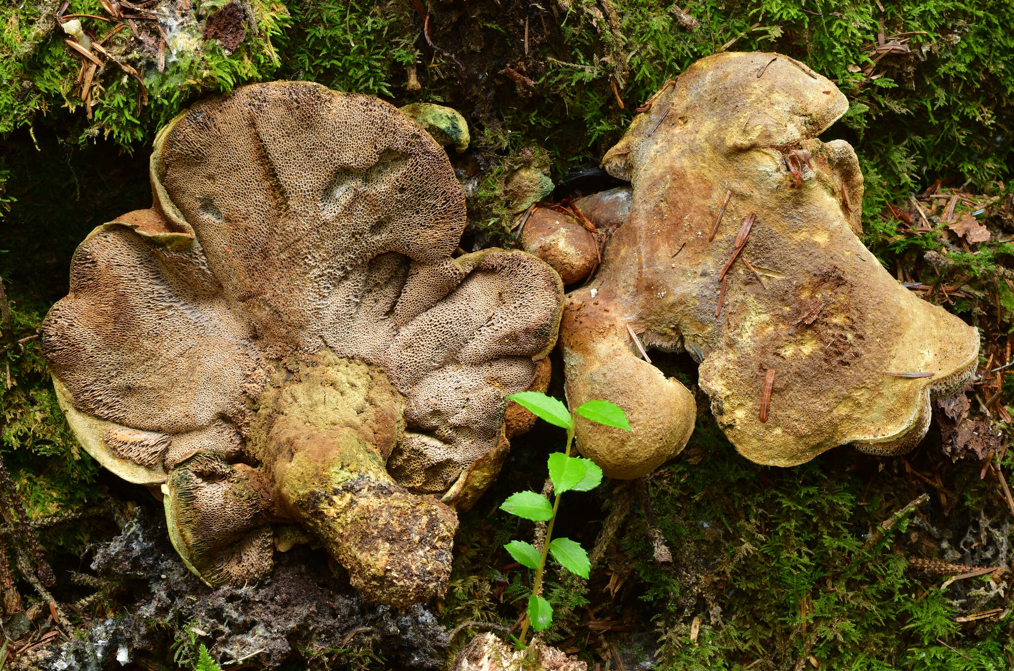 Image de Polyporoletus sylvestris (Overh. ex Pouzar) Audet 2010