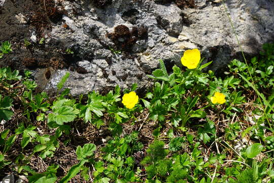 Image of Ranunculus montanus Willd.