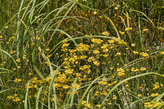 Sivun Helichrysum aureonitens Sch. Bip. kuva