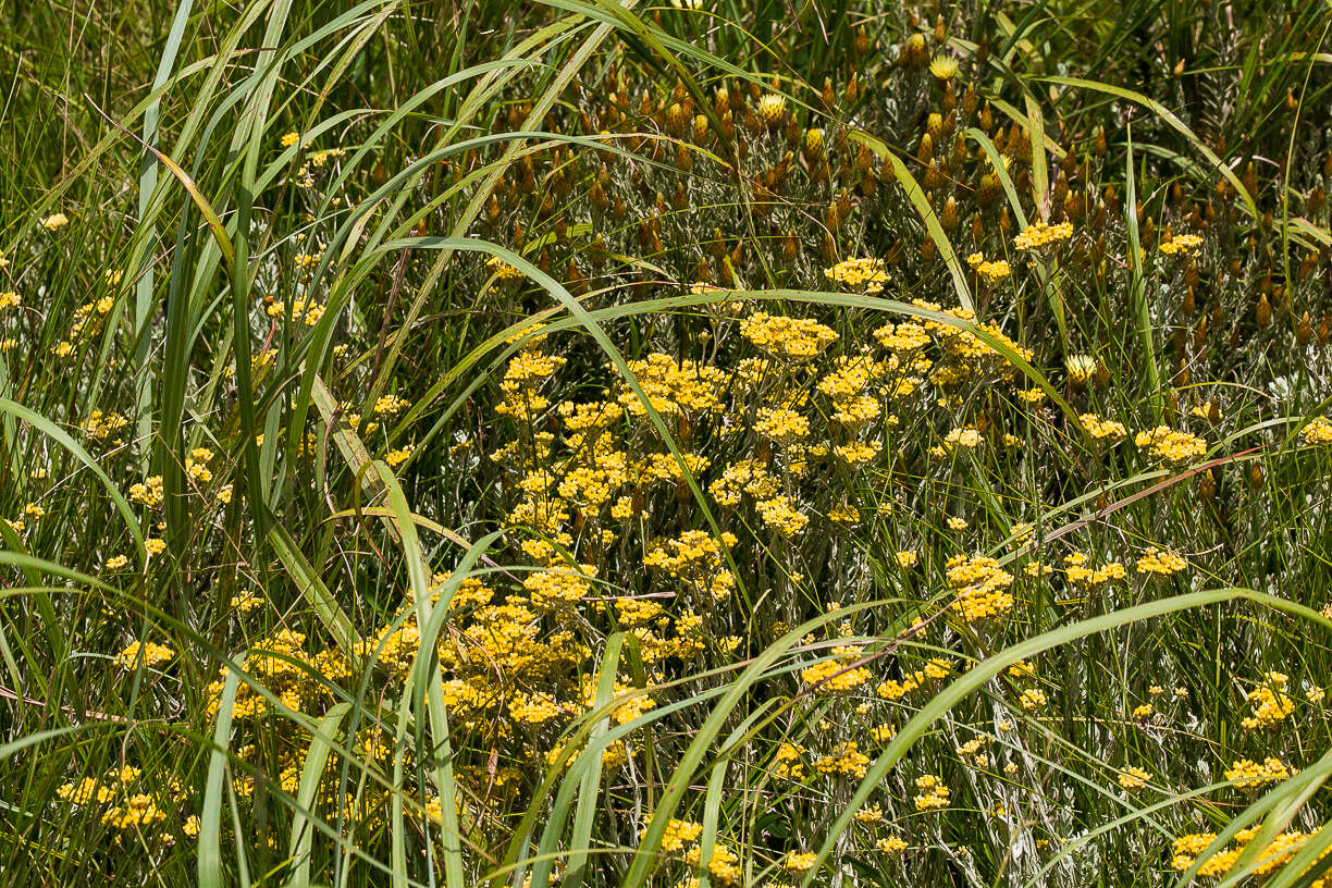 Imagem de Helichrysum aureonitens Sch. Bip.