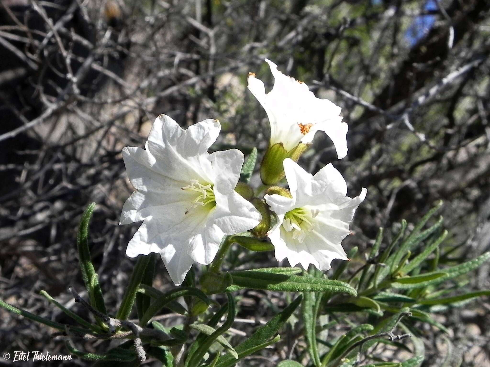 Image de Cordia decandra Hook. & Arn.