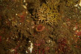 Image of brown stony coral