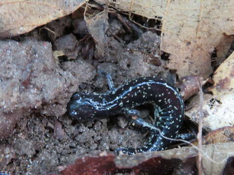 Image of Plethodon grobmani Allen & Neill 1949