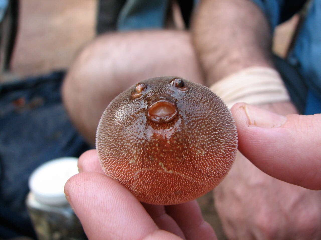 Image of Congo pufferfish