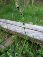 Image of Buxbaum's sedge