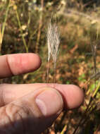 Image of splitbeard bluestem