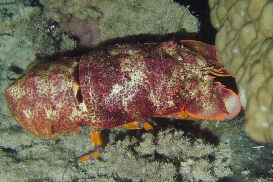 Image of Blunt Slipper Lobster