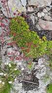 Image of Saxifraga kolenatiana Regel