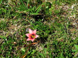 صورة Romulea obscura var. subtestacea M. P. de Vos