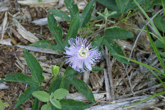 Plancia ëd Passiflora incarnata L.