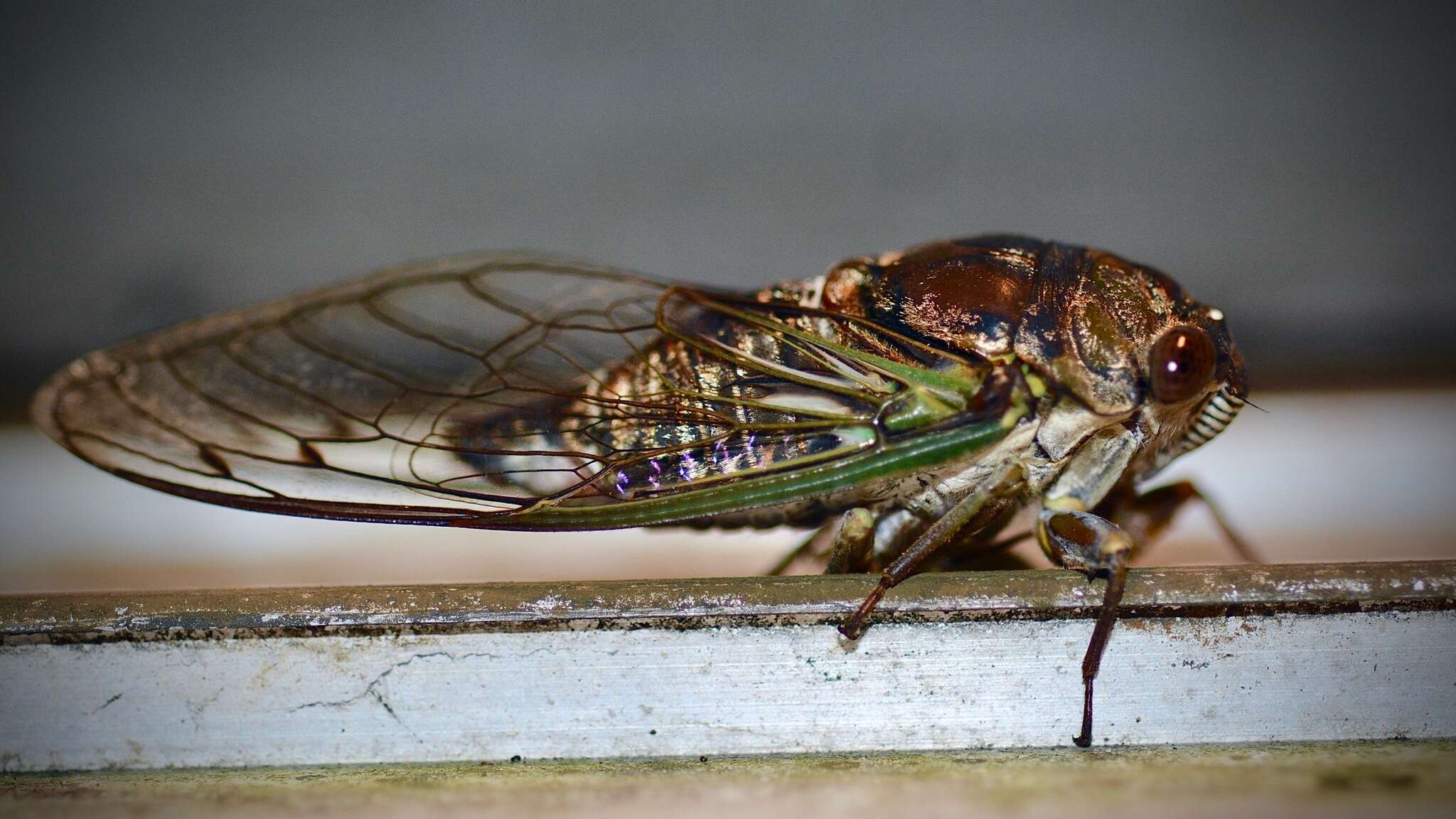 Image of Neotibicen similaris (Smith, J. B. & Grossbeck 1907)