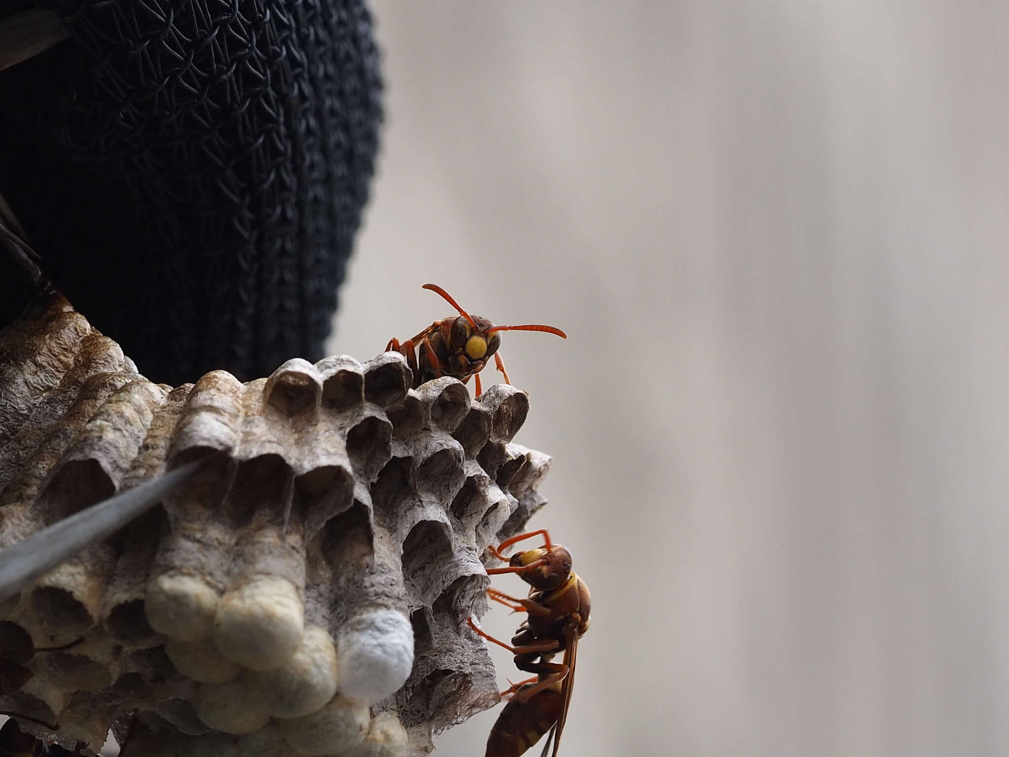 Image of Polistes shirakii Sonan 1943