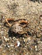 Image of doubtful spider crab