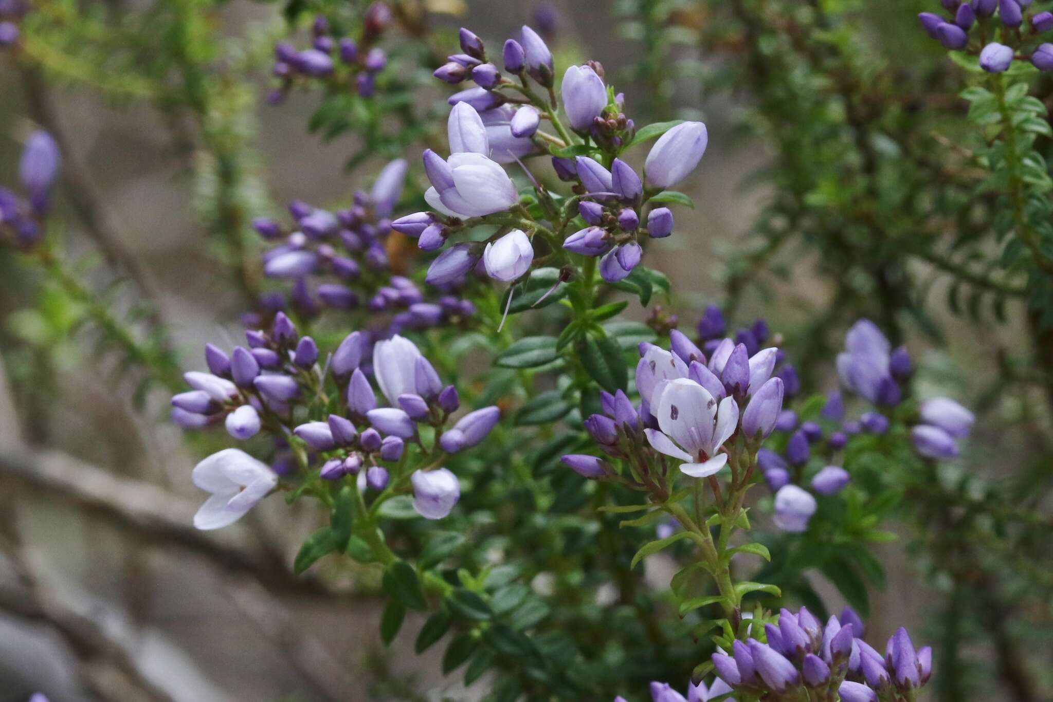 Image of Veronica formosa R. Br.