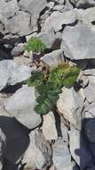 Image de Heracleum ligusticifolium Bieb.