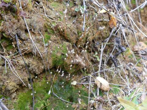 Image of Pennsylvania pogonatum moss