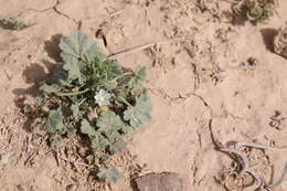 Image of Malva ludwigii (L.) Soldano, Banfi & Galasso