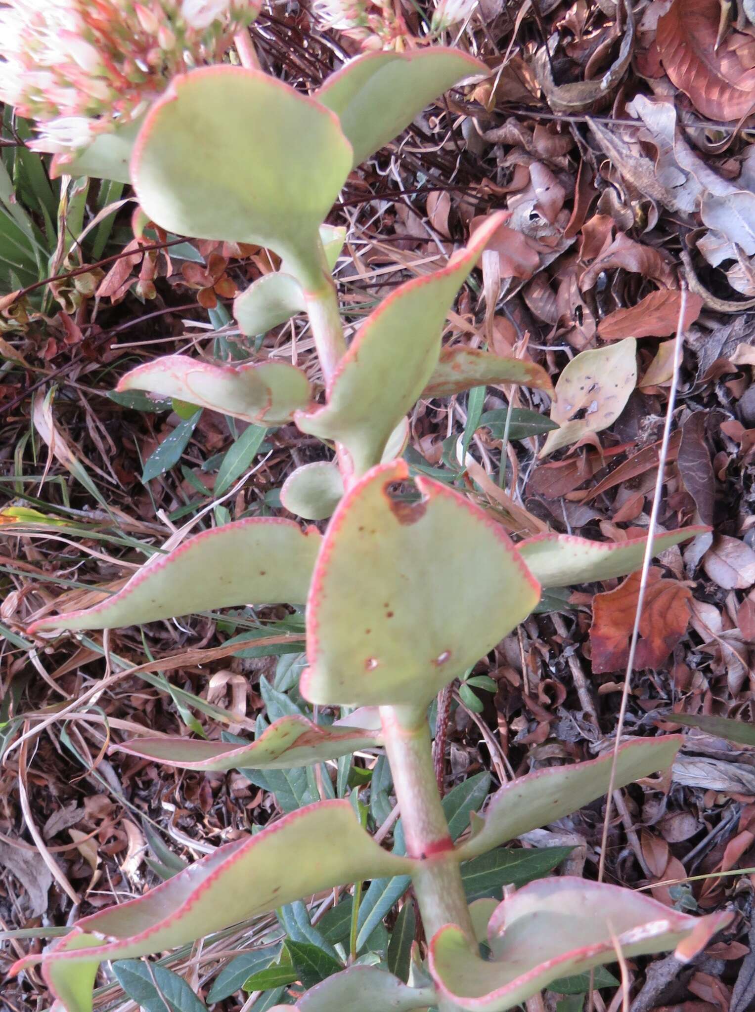 Image of Crassula sarmentosa Harv.