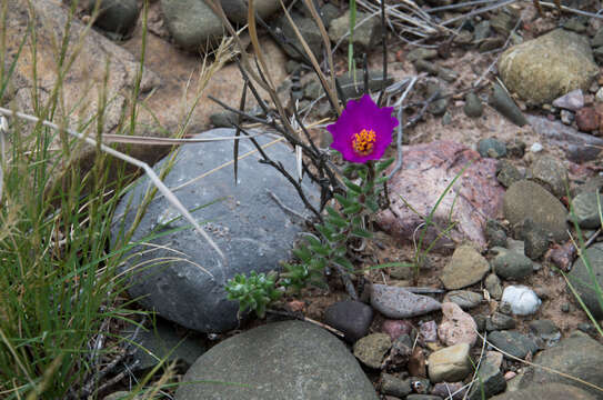 Image of Portulaca confertifolia Hauman