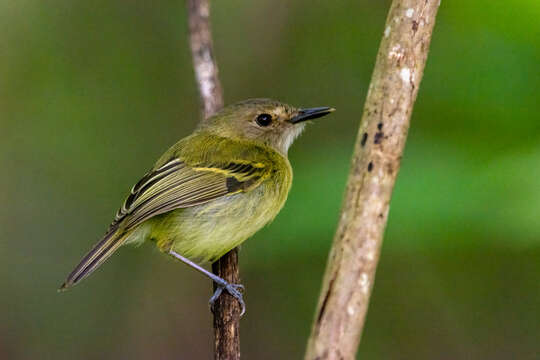 Image of Smoky-fronted Tody-Flycatcher