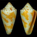 Image of Conus brianoi (Cossignani & Allary 2019)