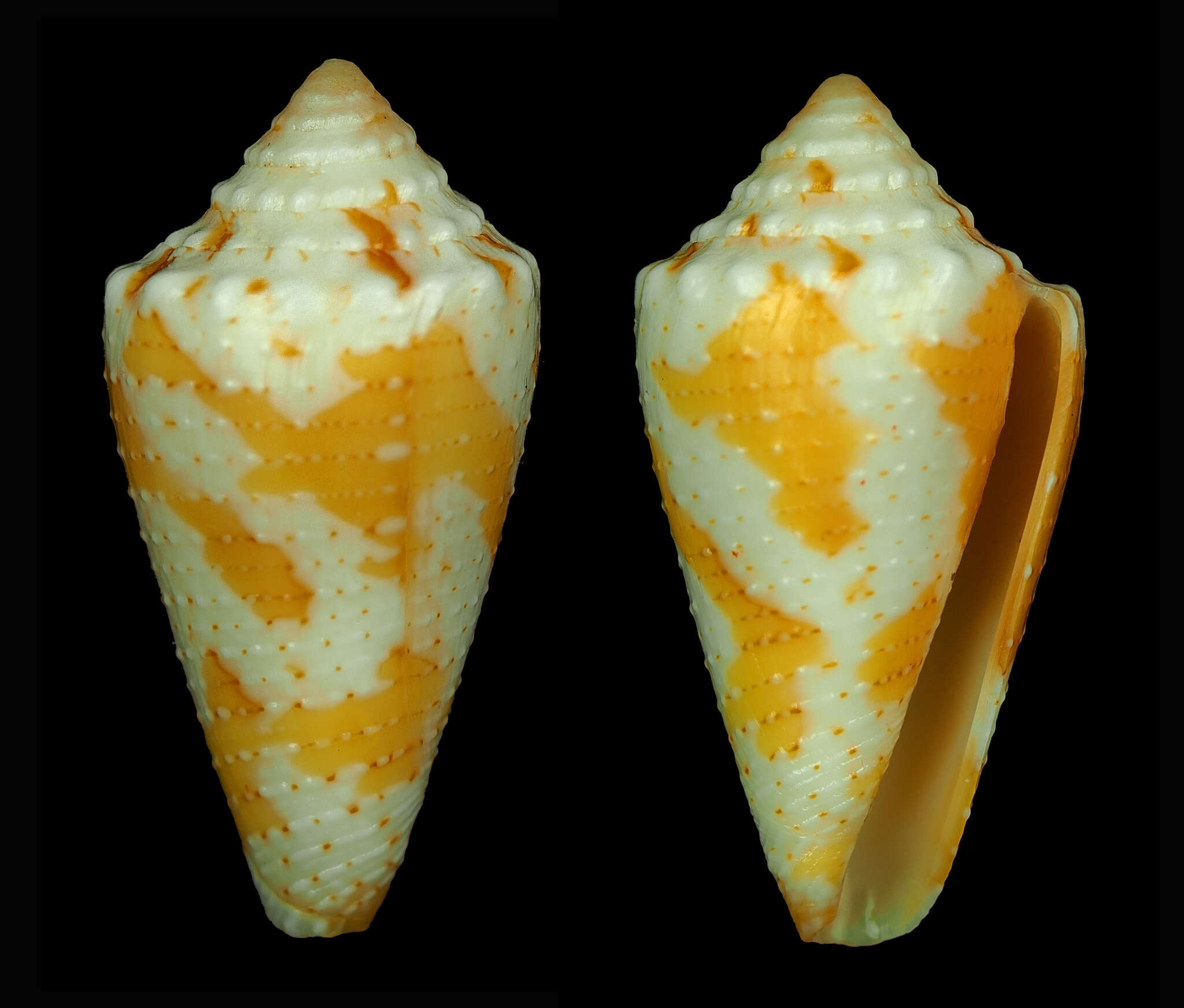 Image of Conus brianoi (Cossignani & Allary 2019)