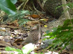 Image of Grey Francolin