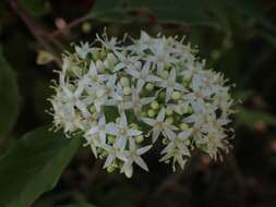 Cornus sericea subsp. sericea resmi