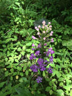 Image of Lesser purple fringed orchid