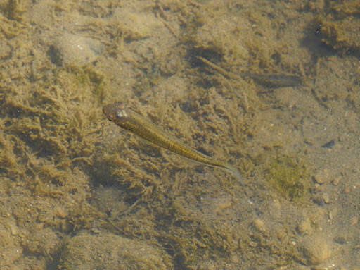 Image of Blackstripe Topminnow