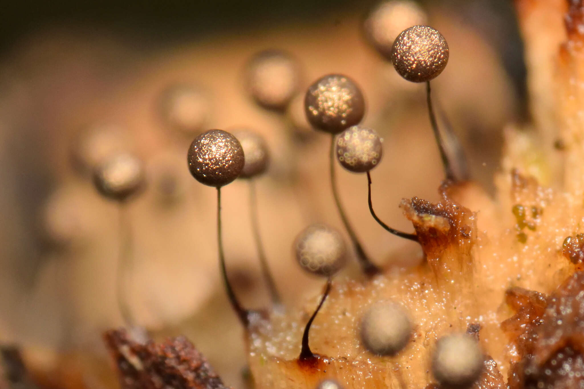 Image of Collaria arcyrionema (Rostaf.) Nann.-Bremek. ex Lado 1991