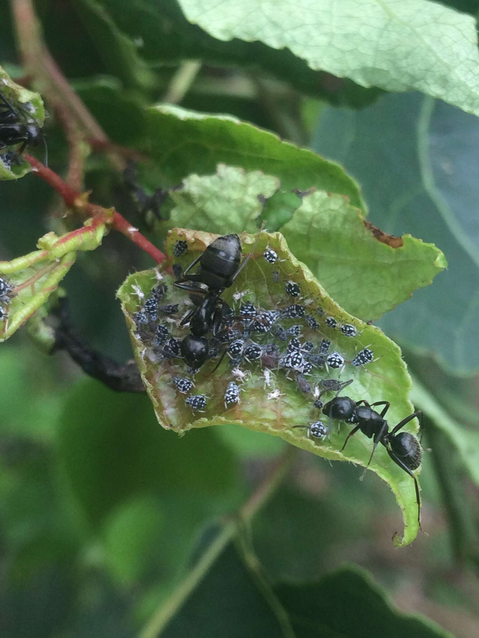 Imagem de Aphis (Aphis) maculatae Oestlund 1887