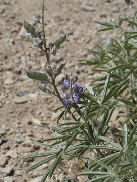 صورة Lupinus argenteus var. montigenus