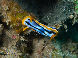 Image of Chromodoris strigata Rudman 1982