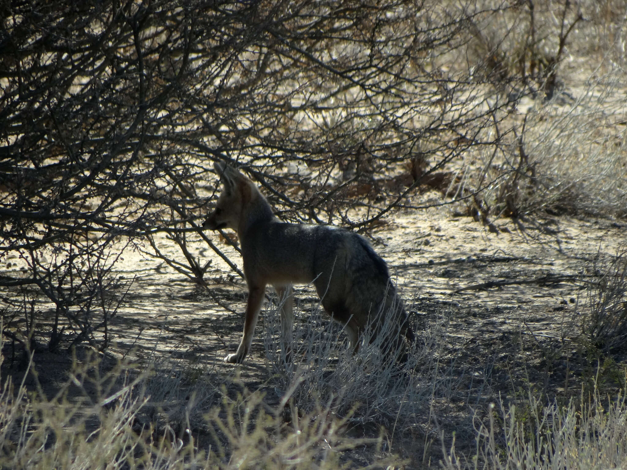 Слика од Vulpes chama (A. Smith 1833)