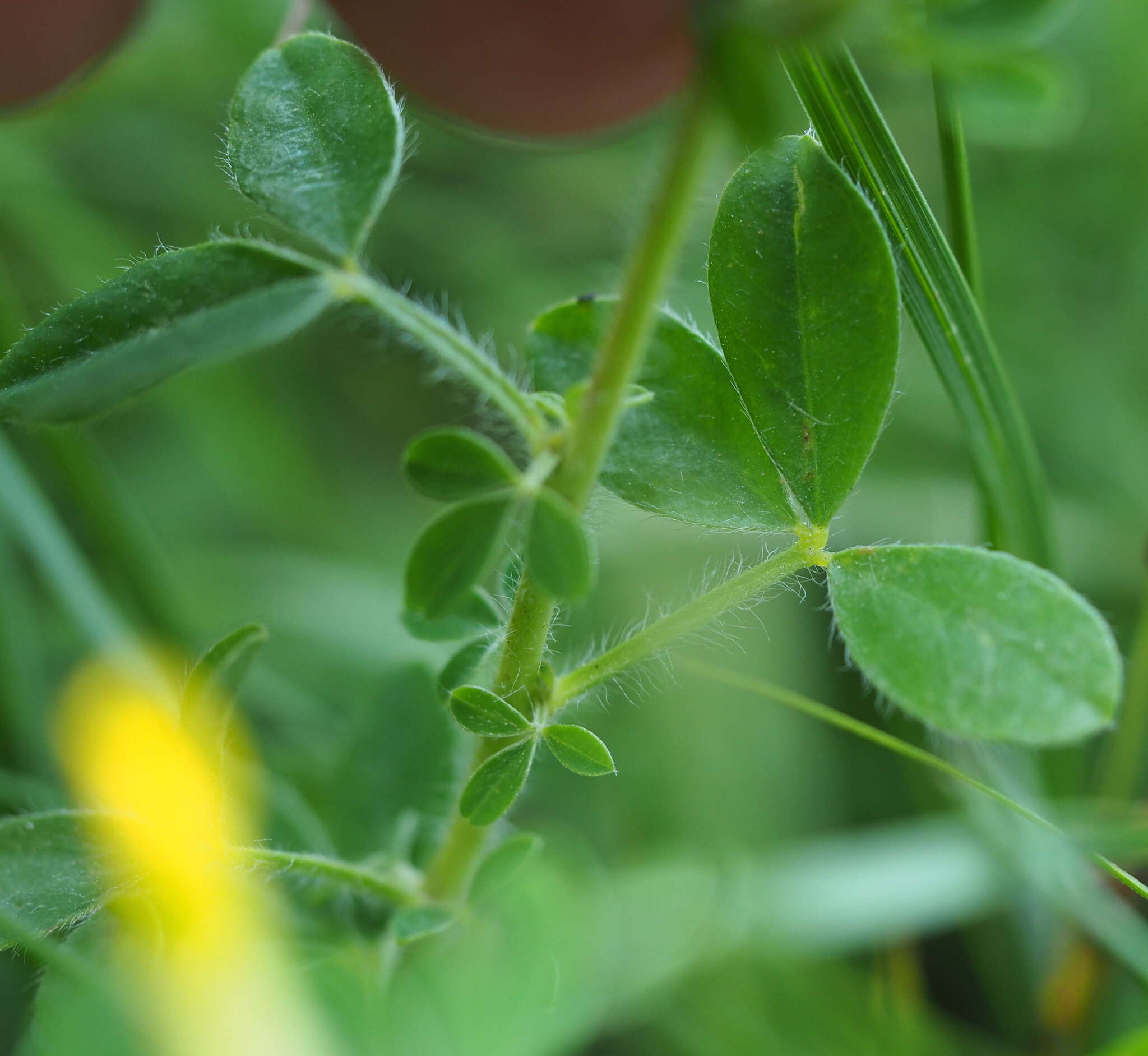 Слика од Cytisus hirsutus L.