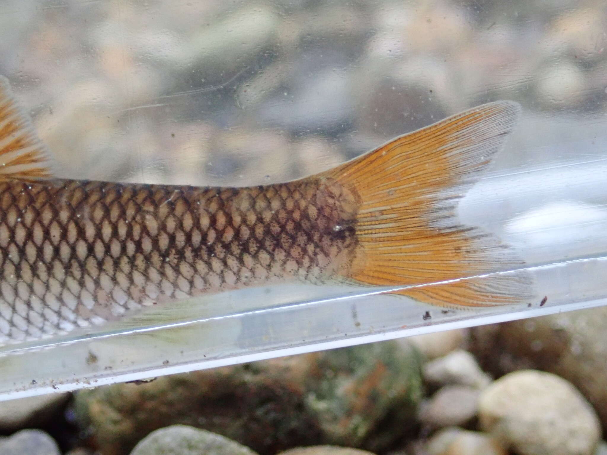 Image of Bluehead Chub