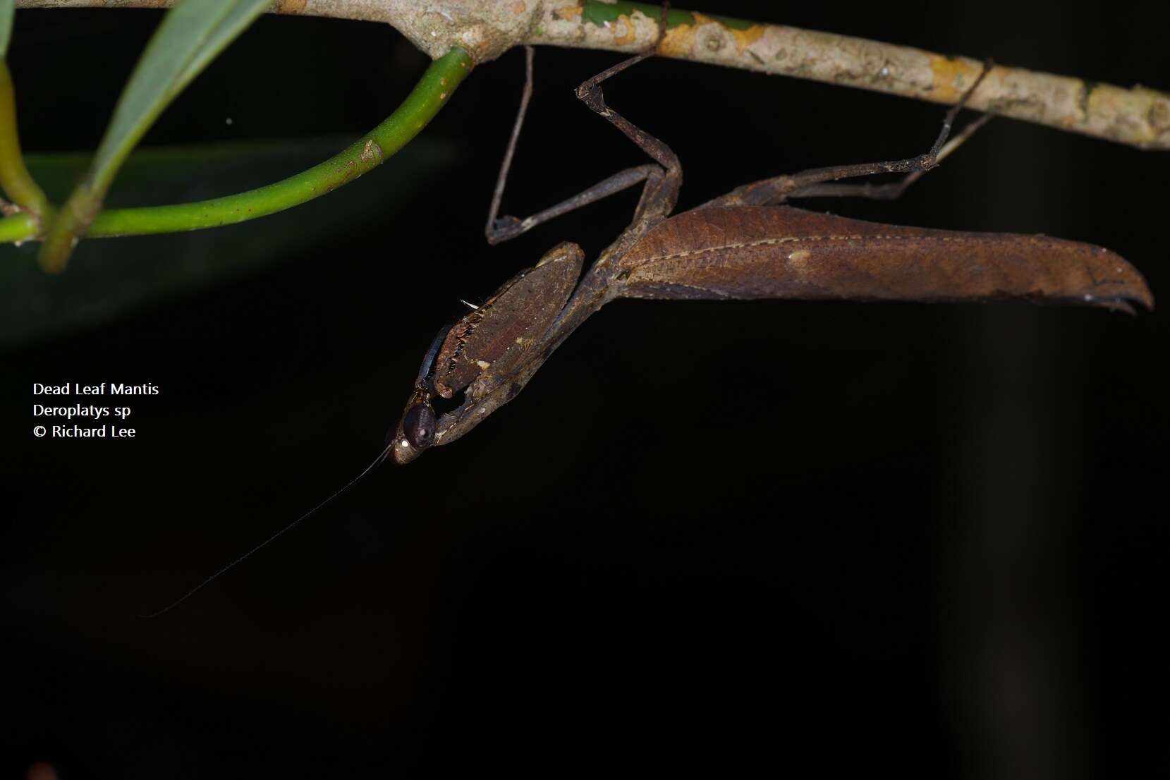 Image of Deroplatys desiccata Westwood 1839