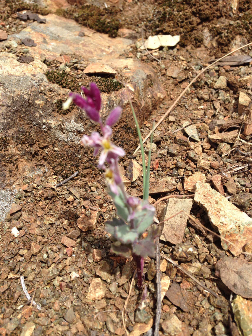 Image of Mt. Diablo jewelflower