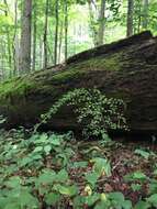 Image of Appalachian bunchflower