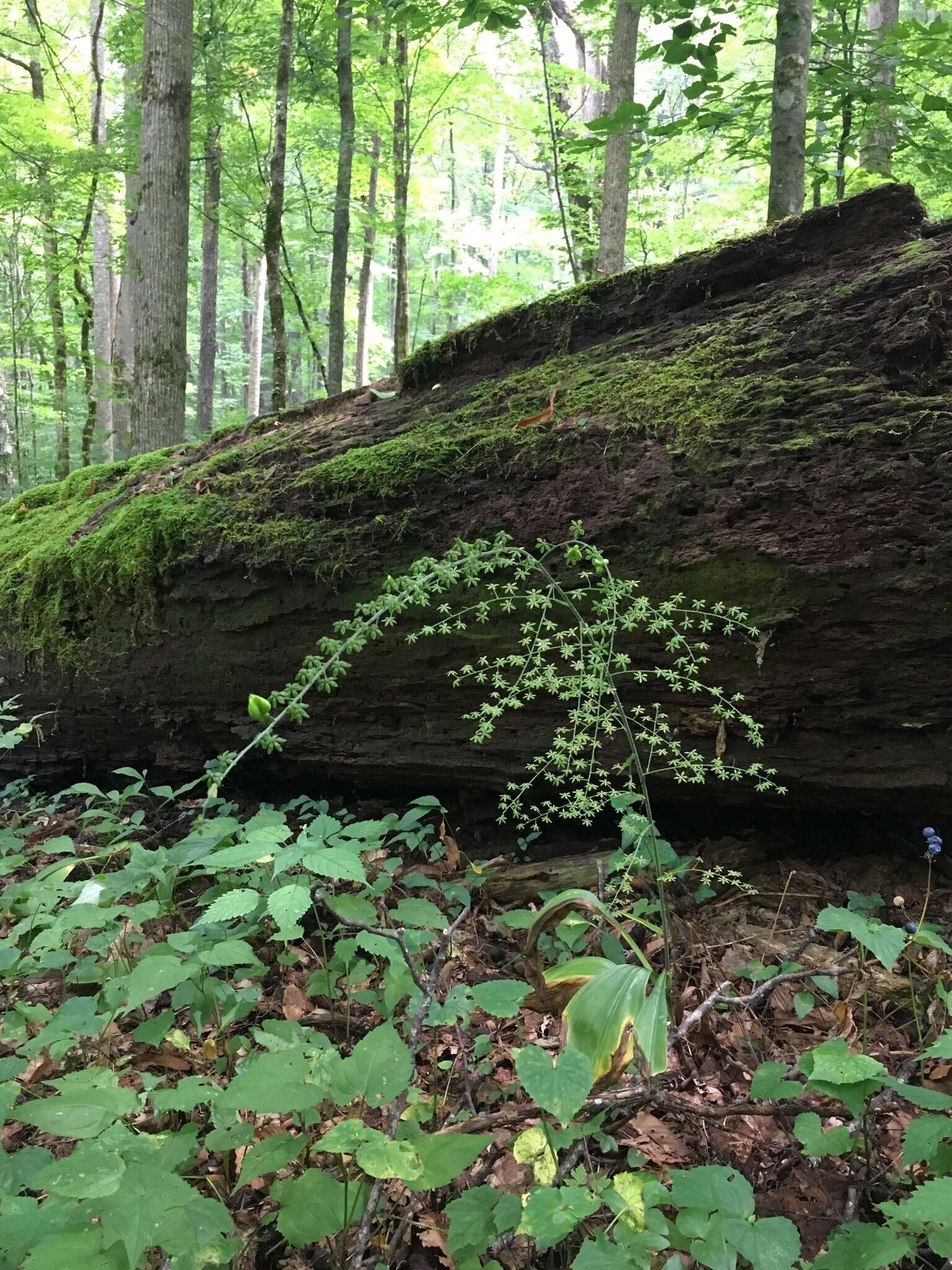 Image of Appalachian bunchflower