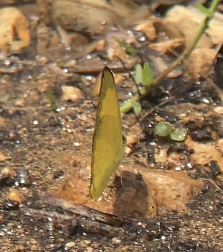 Слика од Eurema alitha (Felder & Felder 1862)