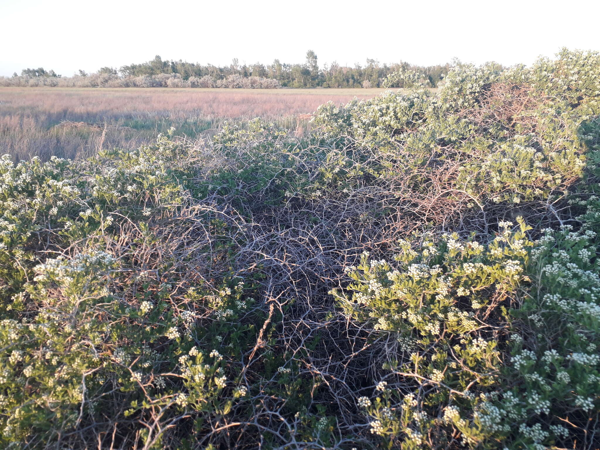 Image of Nitraria sibirica (DC.) Pall.