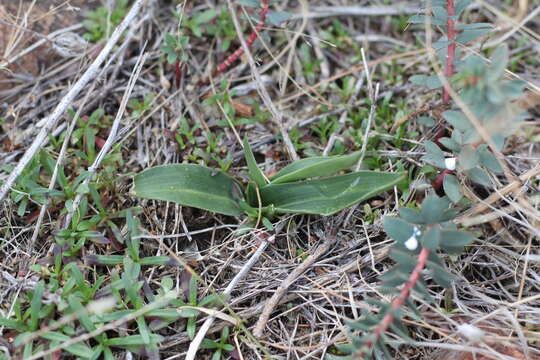 Image of Brachystele dilatata (Lindl.) Schltr.