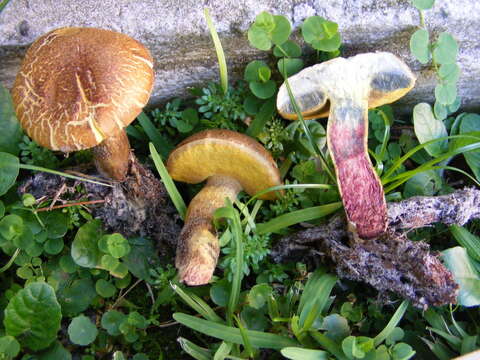 Imagem de Boletus luridellus (Murrill) Murrill 1938