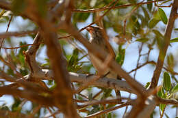 Image of White-throated Canary