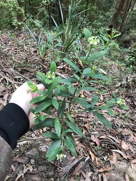 Image of Pimelea gigandra A. R. Bean