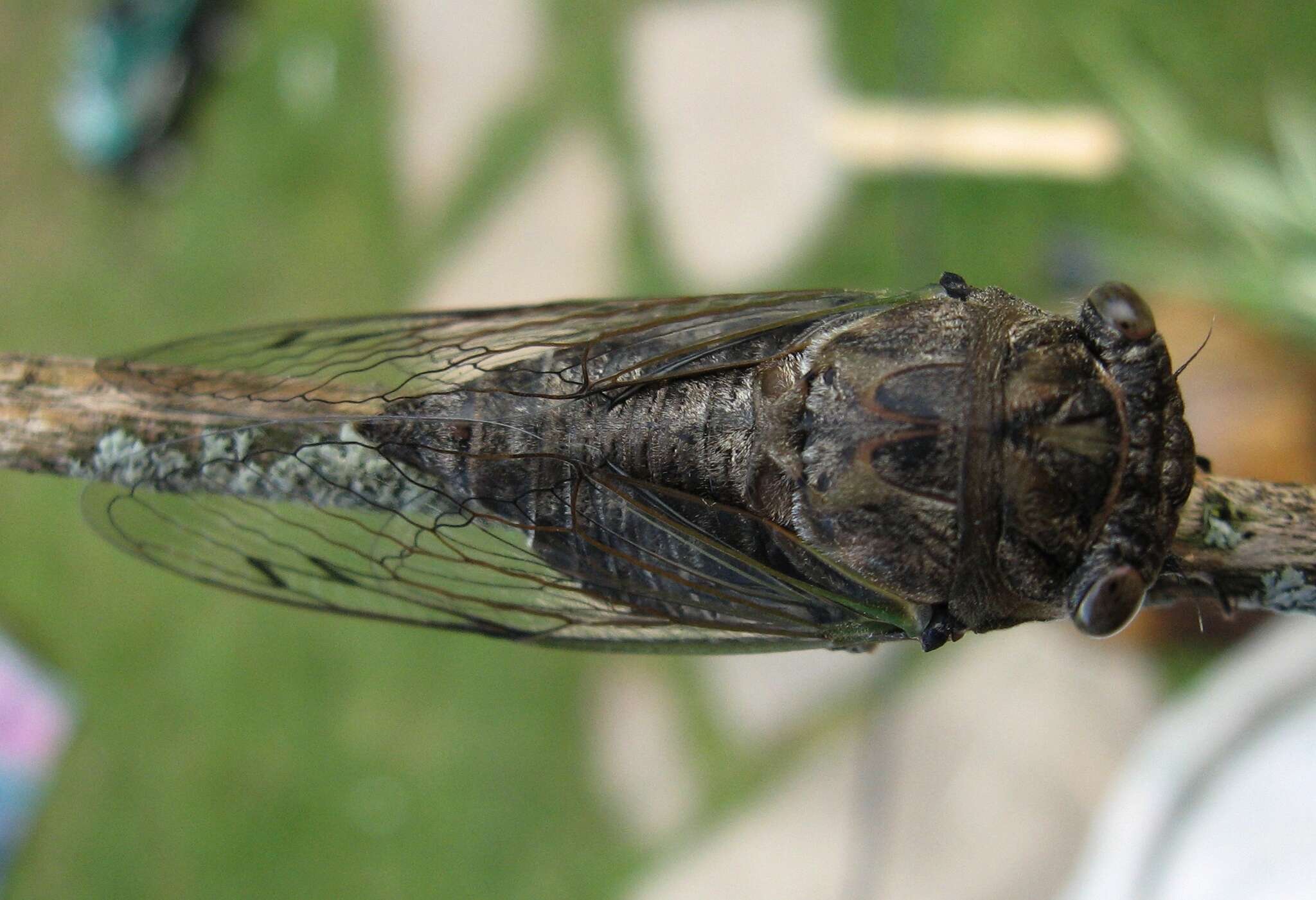 Plancia ëd Neotibicen canicularis (Harris 1841)