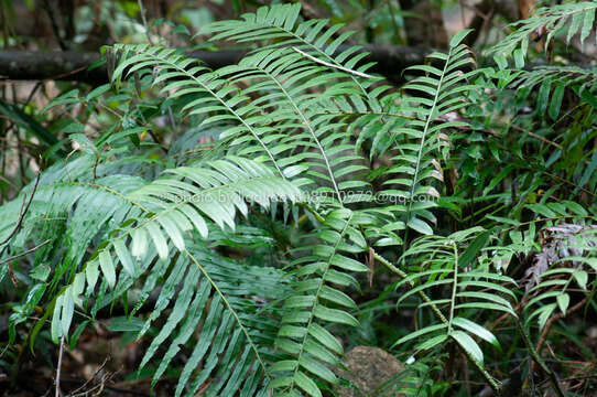 Plancia ëd Angiopteris fokiensis Hieron.